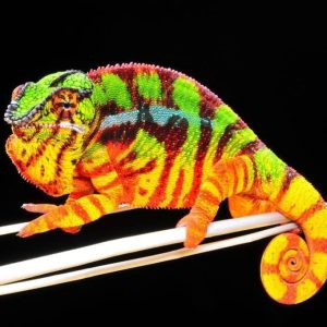 Sambava Panther Chameleons for sale
