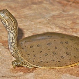 Spiny Softshell turtle for sale