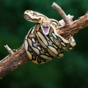 Tiger Reticulated Python for Sale