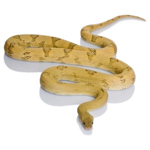 Transpecos Rat Snake for Sale