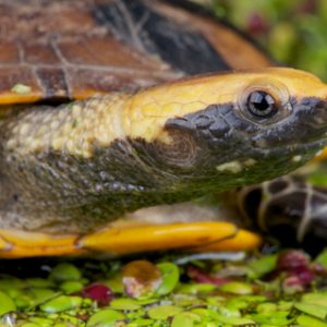 Twist Necked Turtle for Sale