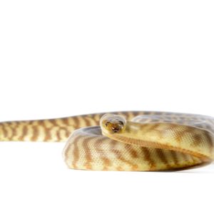 Woma Python for Sale