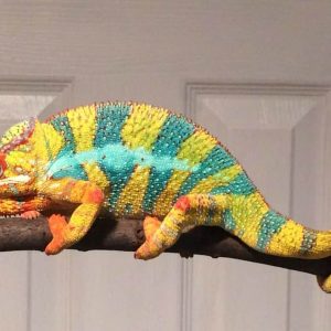 Ambilobe Panther Chameleons for sale