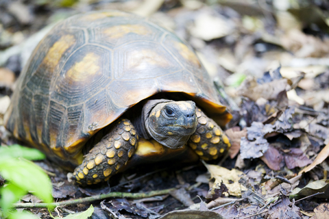 Yellow Foot Tortoise for Sale