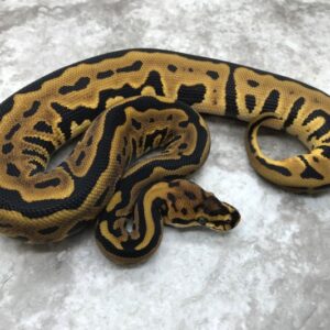 Leopard Spotnose Het Clown for sale