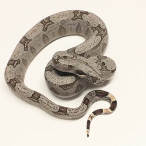 Bolivian Short-tailed Boa Constrictor for sale