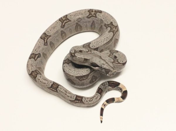 Bolivian Short-tailed Boa Constrictor for sale