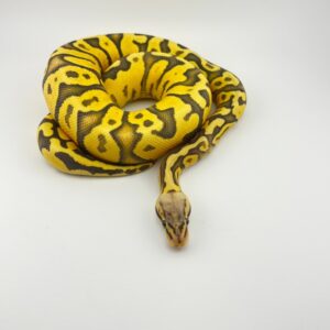Pastel Fire Hypo for sale near me