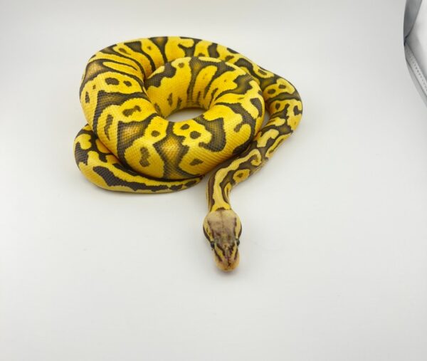 Pastel Fire Hypo for sale near me