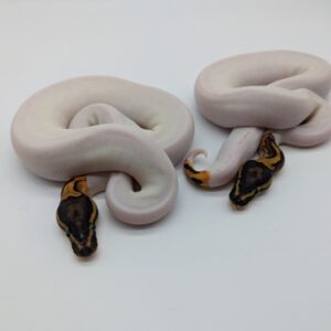 High White OD Pied for sale