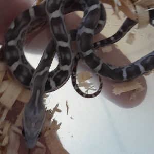 Anery Scaleless corn snake for sale