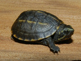 Three striped mud turtle for sale