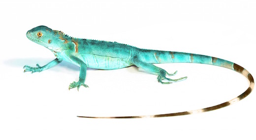 Blue Axanthic Iguana for Sale Online