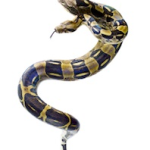 Boas for Sale online