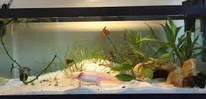 buy Axolotl Setup for sale
