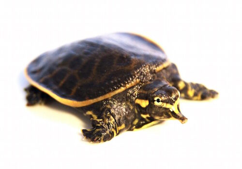 Buy Florida Softshell turtle Online