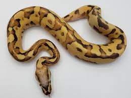 Fire/Vanilla ball python for sale