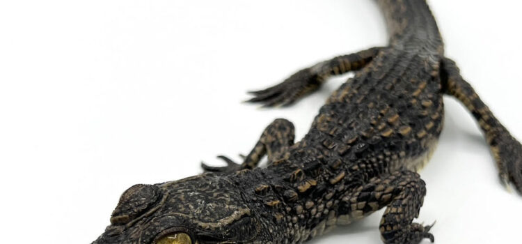 Nile Crocodile Baby for sale