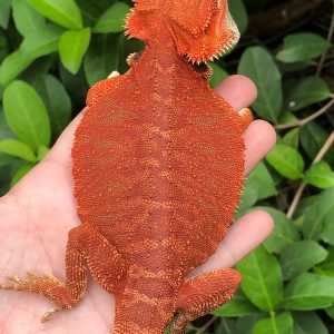 SOLID Red Leatherback Bearded dragons for sale