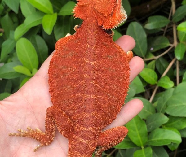 SOLID Red Leatherback Bearded dragons for sale