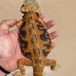 Buy Hypo Tiger Bearded Dragon for sale