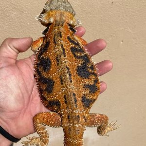 Hypo Tiger Bearded Dragon for sale