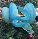 high blue green tree python