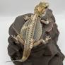 Pied Genetic Stripe Translucent Bearded Dragon for sale