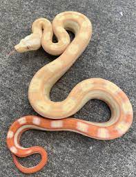 Pastel Albino Motley boa constrictor for sale