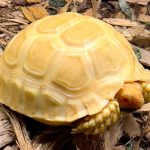 Albino Sulcata tortoise for sale