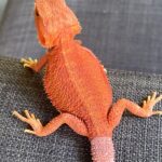 Super Red Hypo Translucent Bearded Dragon For Sale
