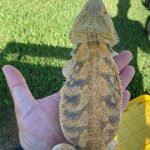 Hypo Bearded Dragons For Sale