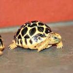 Indian Star tortoises for sale