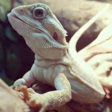 Central Bearded Dragon For Sale