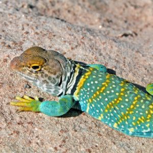 Collared Lizards